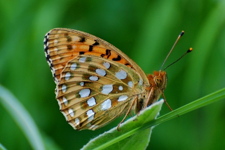 Grote parelmoervlinder (Argynnis aglaja)